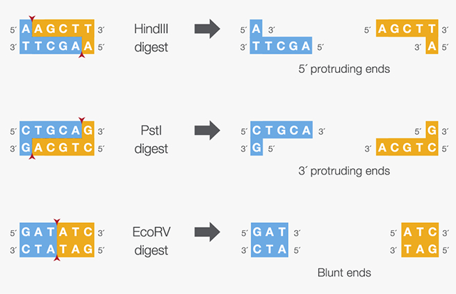 restriction enzyme