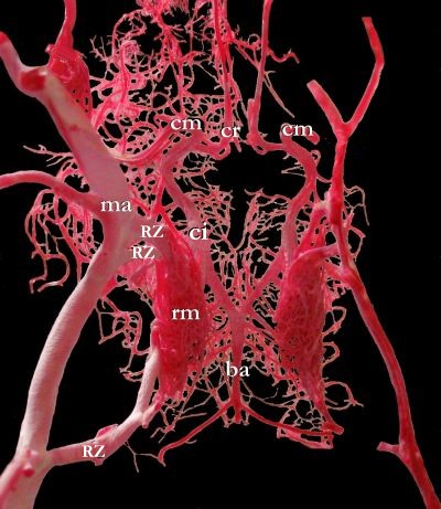rete arteriosum