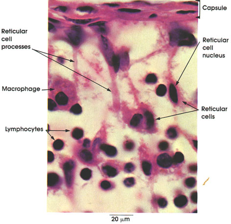reticular cell