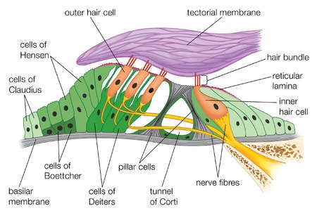 reticular membrane