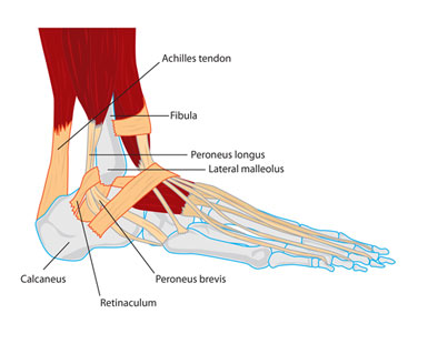 retinaculum of peroneal muscles