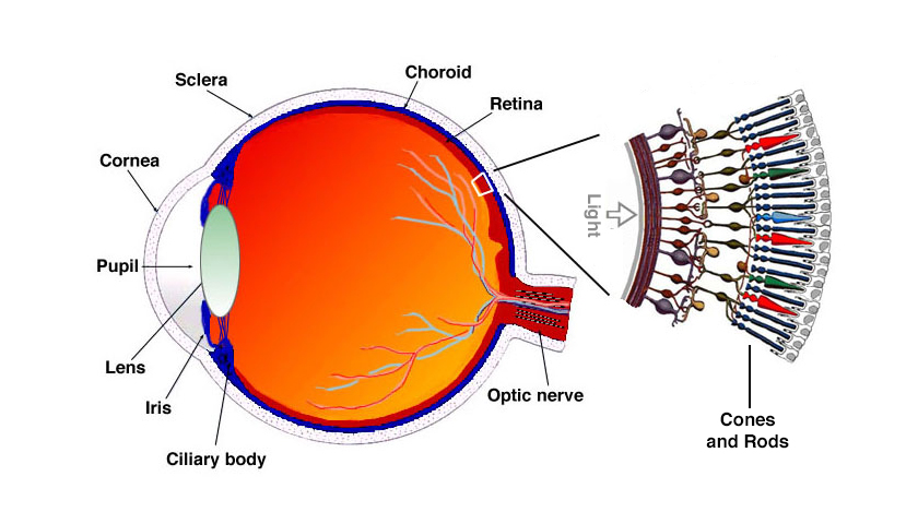 retinal cone