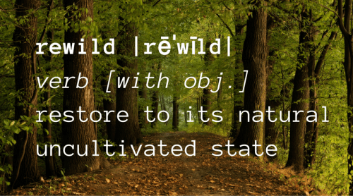 rewild