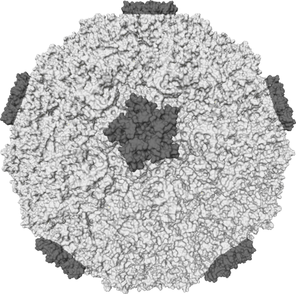 rhinovirus