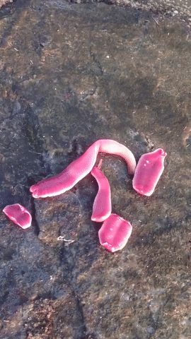 ribbon worm