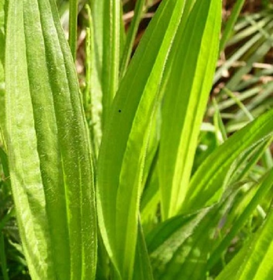 ribgrass