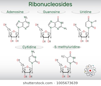 ribonucleoside