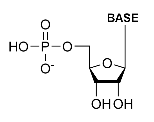 ribonucleotide