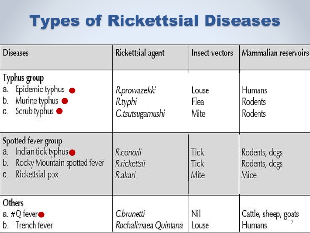rickettsial disease