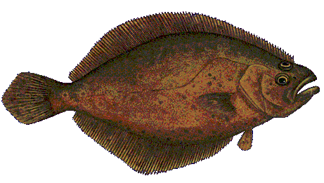right-eyed flounder