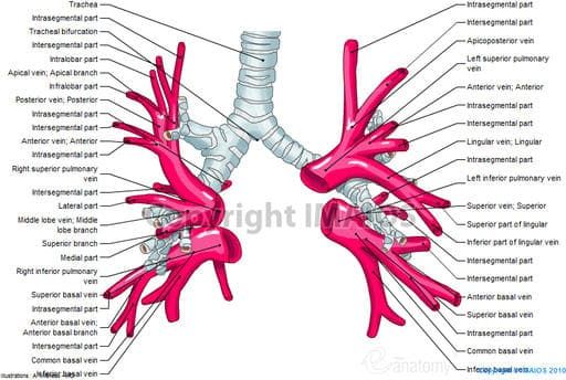 right inferior pulmonary vein