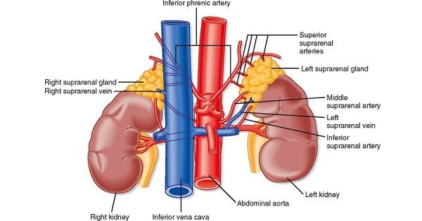 right suprarenal vein