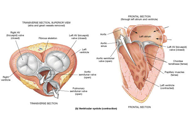 right ventricular opening