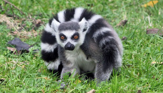 ring-tailed