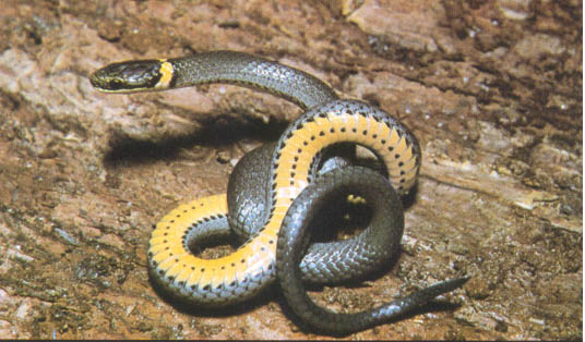 ringneck snake