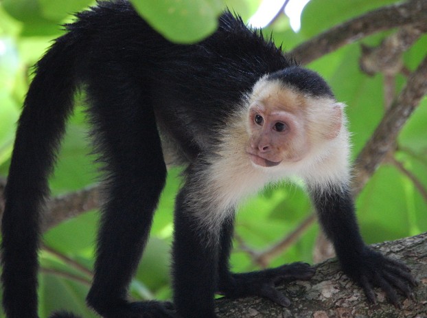 ringtail monkey