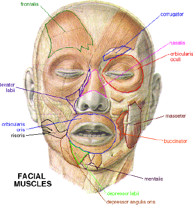 risorius muscle