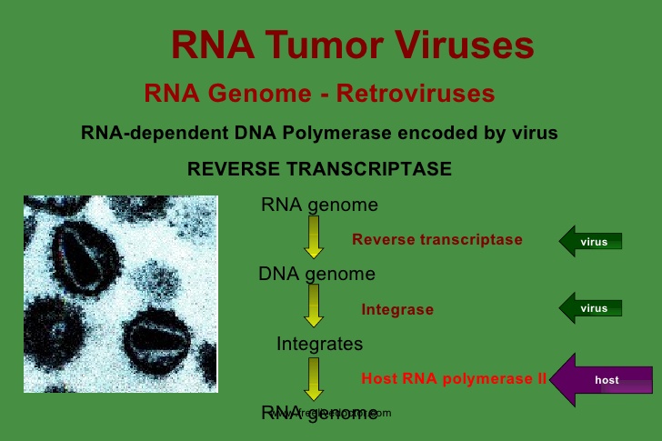 rna tumor virus