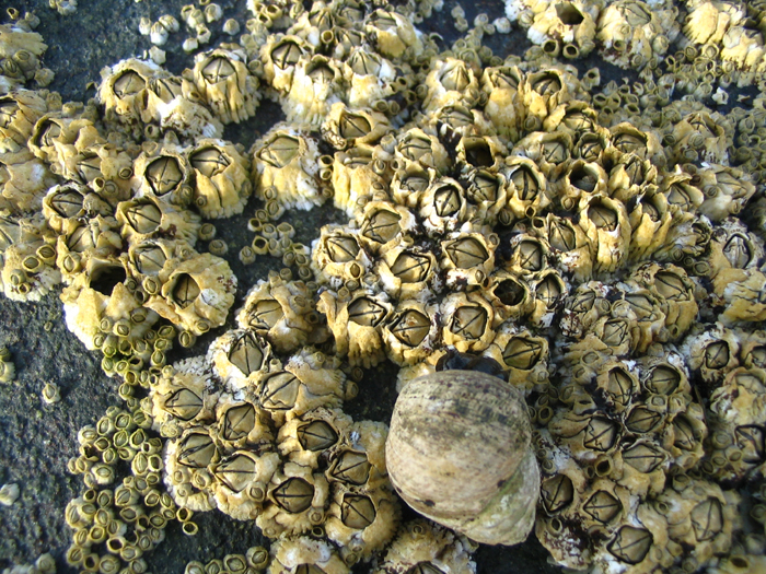 rock barnacle