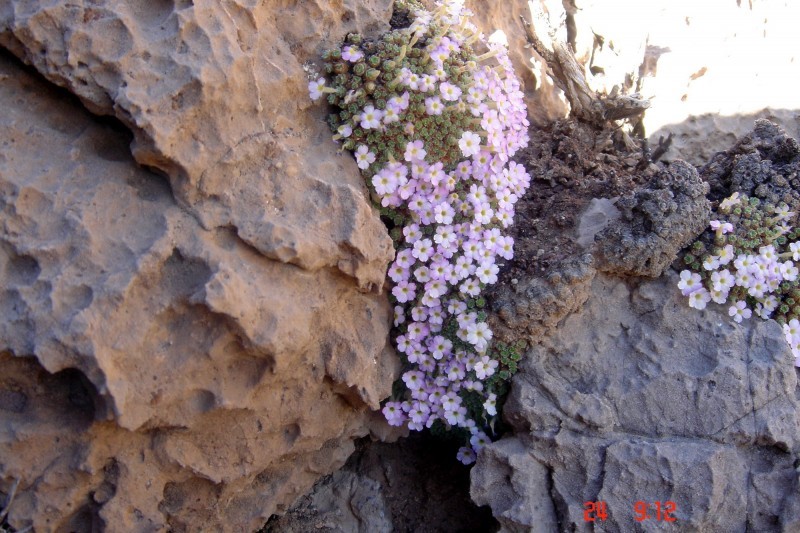 rock flower