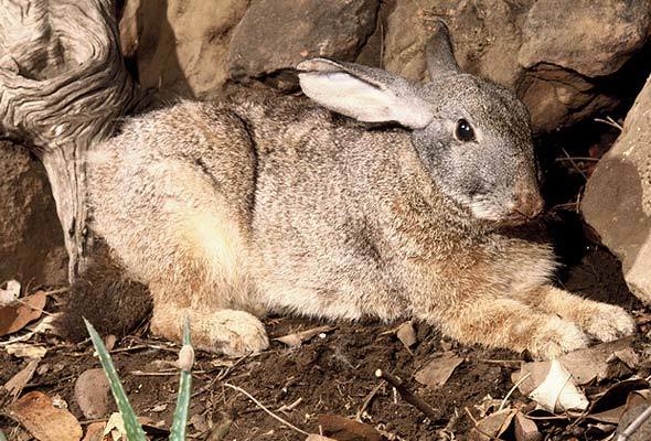 rock rabbit