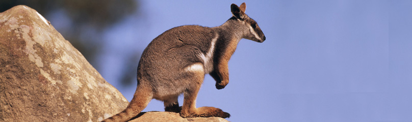 rock wallaby