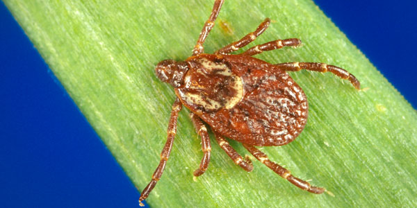 rocky mountain spotted fever vaccine