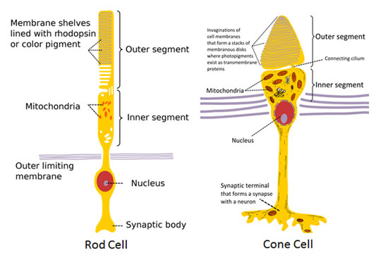 rod cell