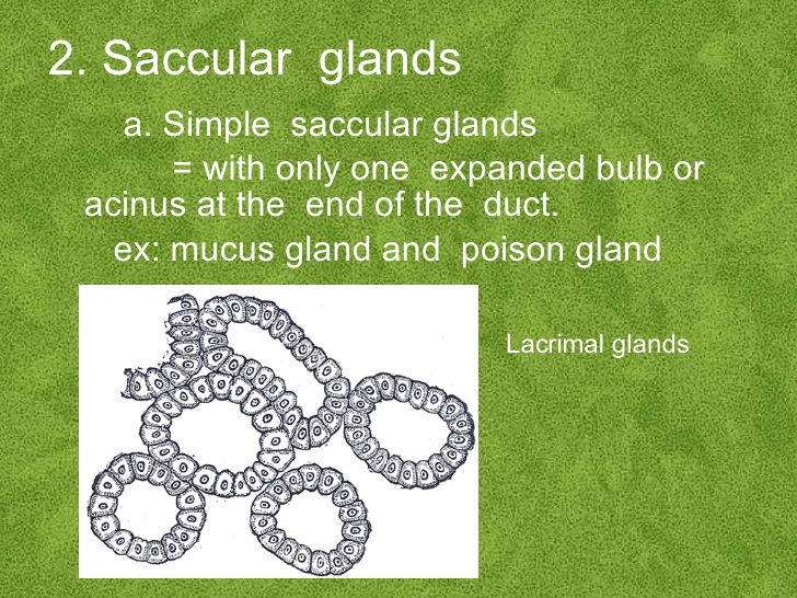 saccular gland