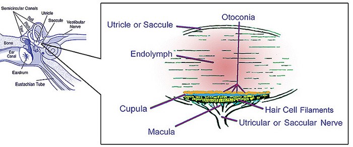 saccular nerve