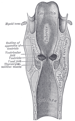 saccule of larynx