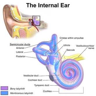 sacculocochlear