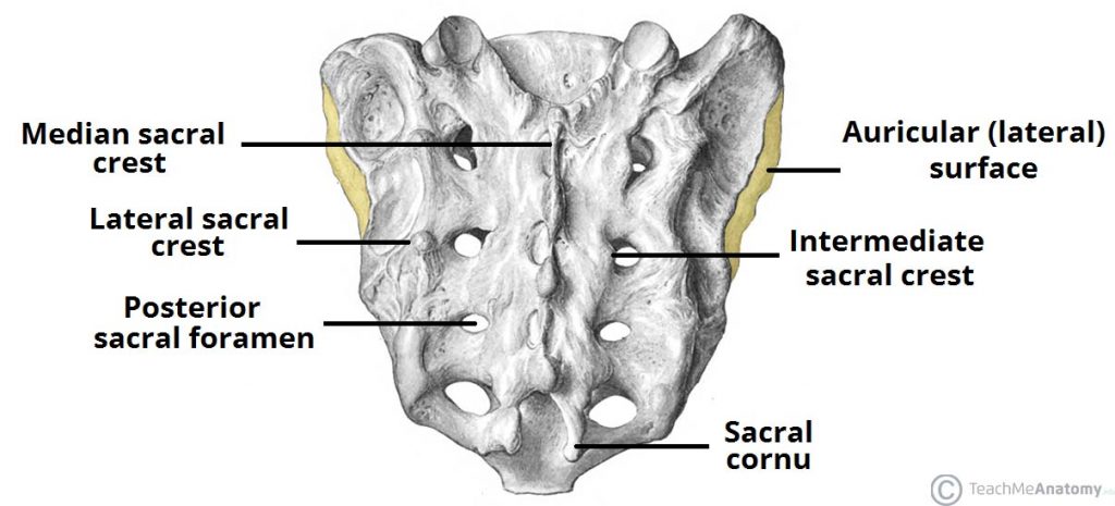 sacral crest