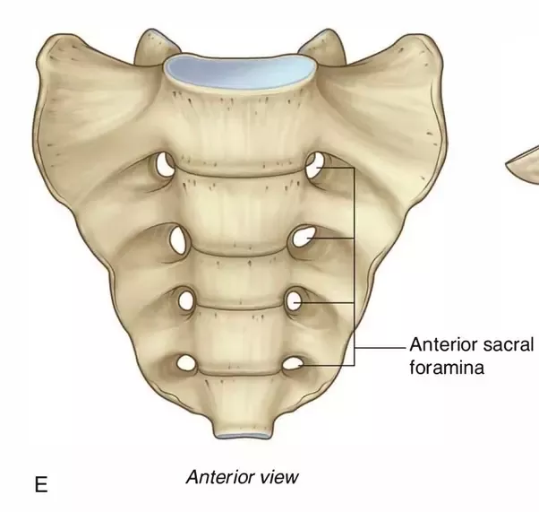 sacral foramen