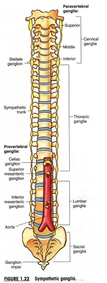 sacral ganglion