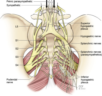 sacral nerve