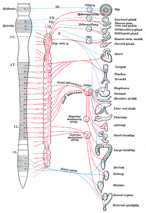 sacral splanchnic nerve