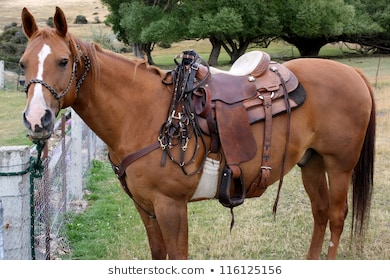 saddle horse