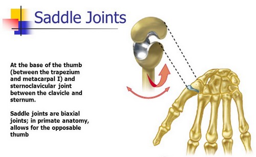 saddle joint