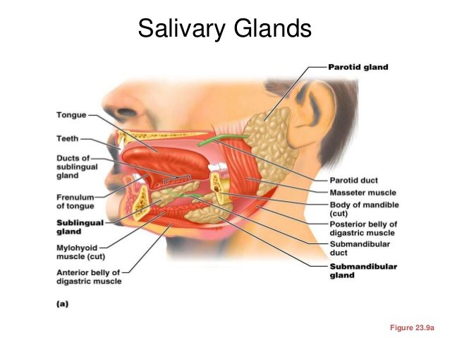 salivary digestion