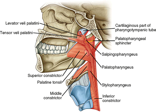 salpingopharyngeal muscle