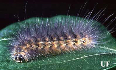 salt-marsh caterpillar