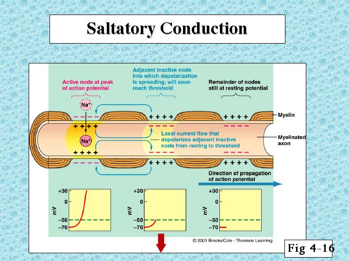 saltatory conduction