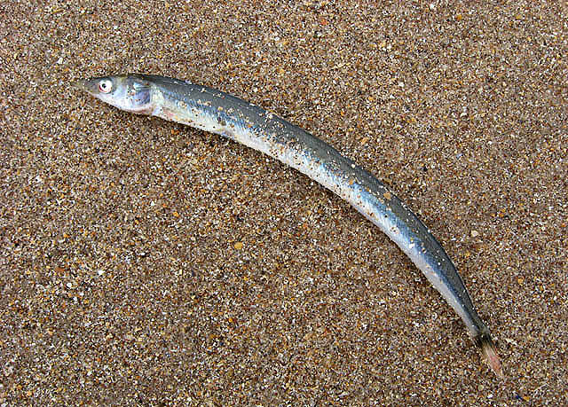 sand eel