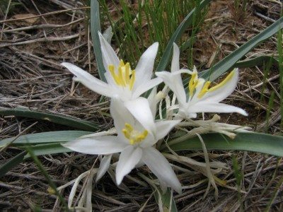 sand lily
