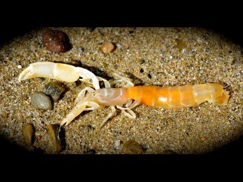 sand shrimp