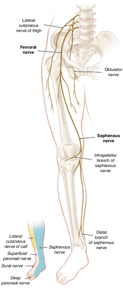 saphenous nerve