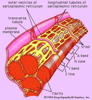 sarcoplasmic reticulum