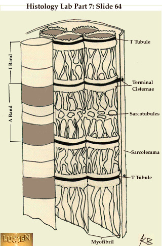 sarcotubules