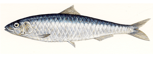 sardine